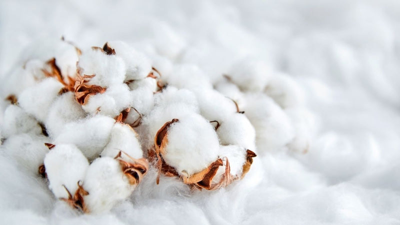 organic combed cotton